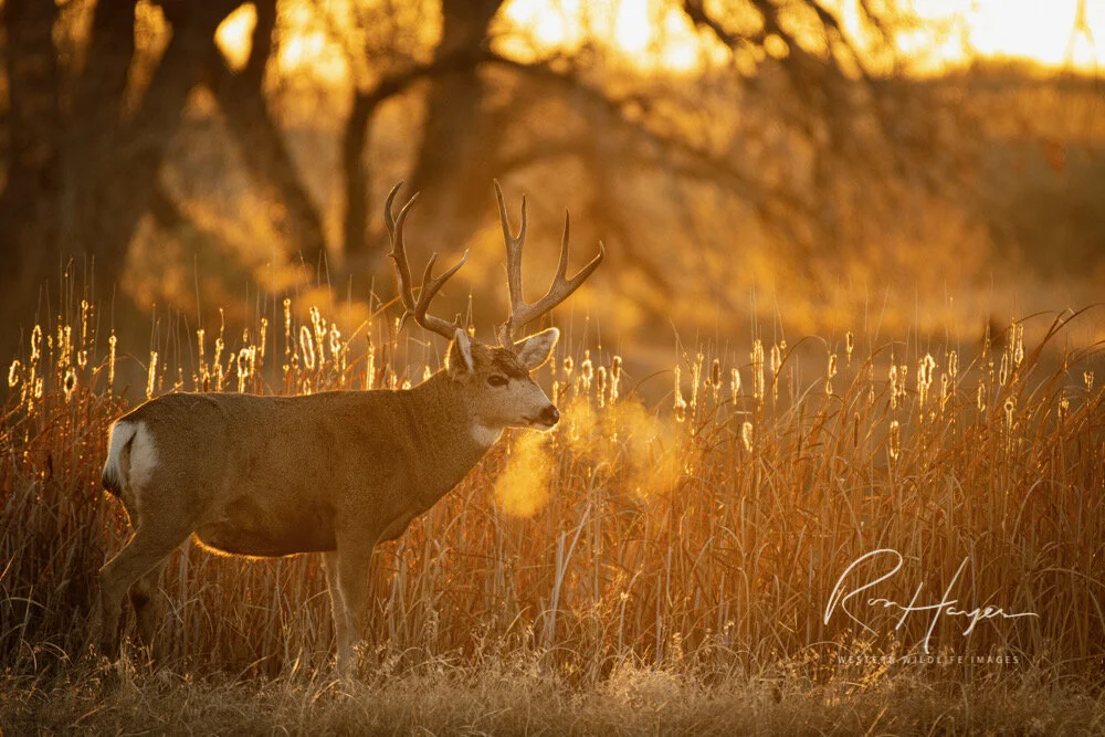  Wildlife Photography Questions and Pro Tips Part II