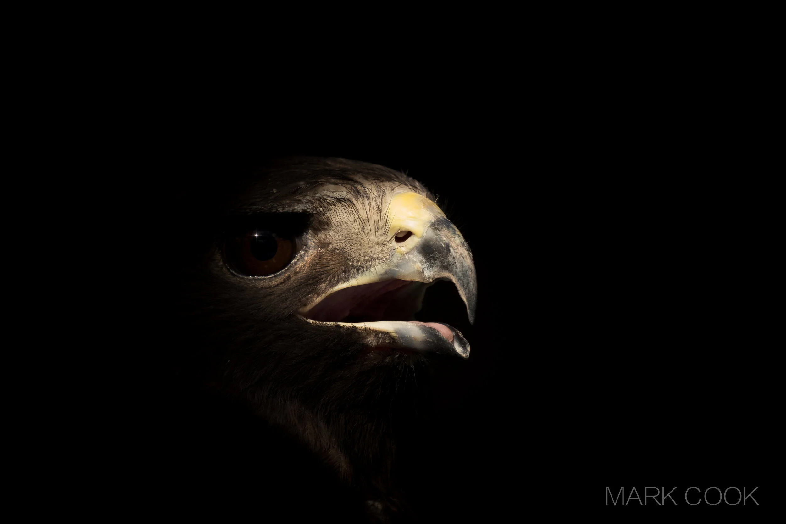 Research Into Art with Dr. Mark Cook!