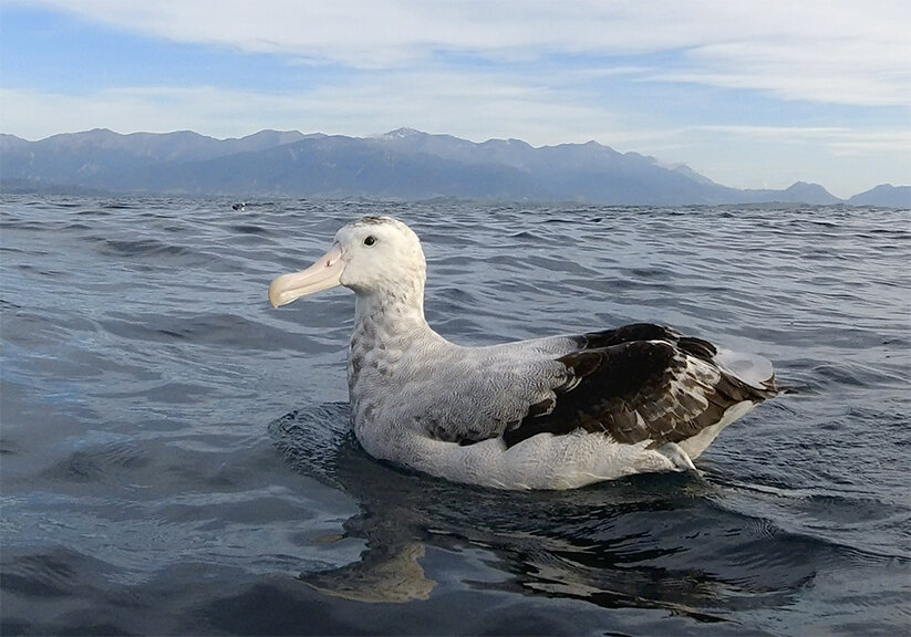 ALBATROSS NEW ZEALAND.jpg