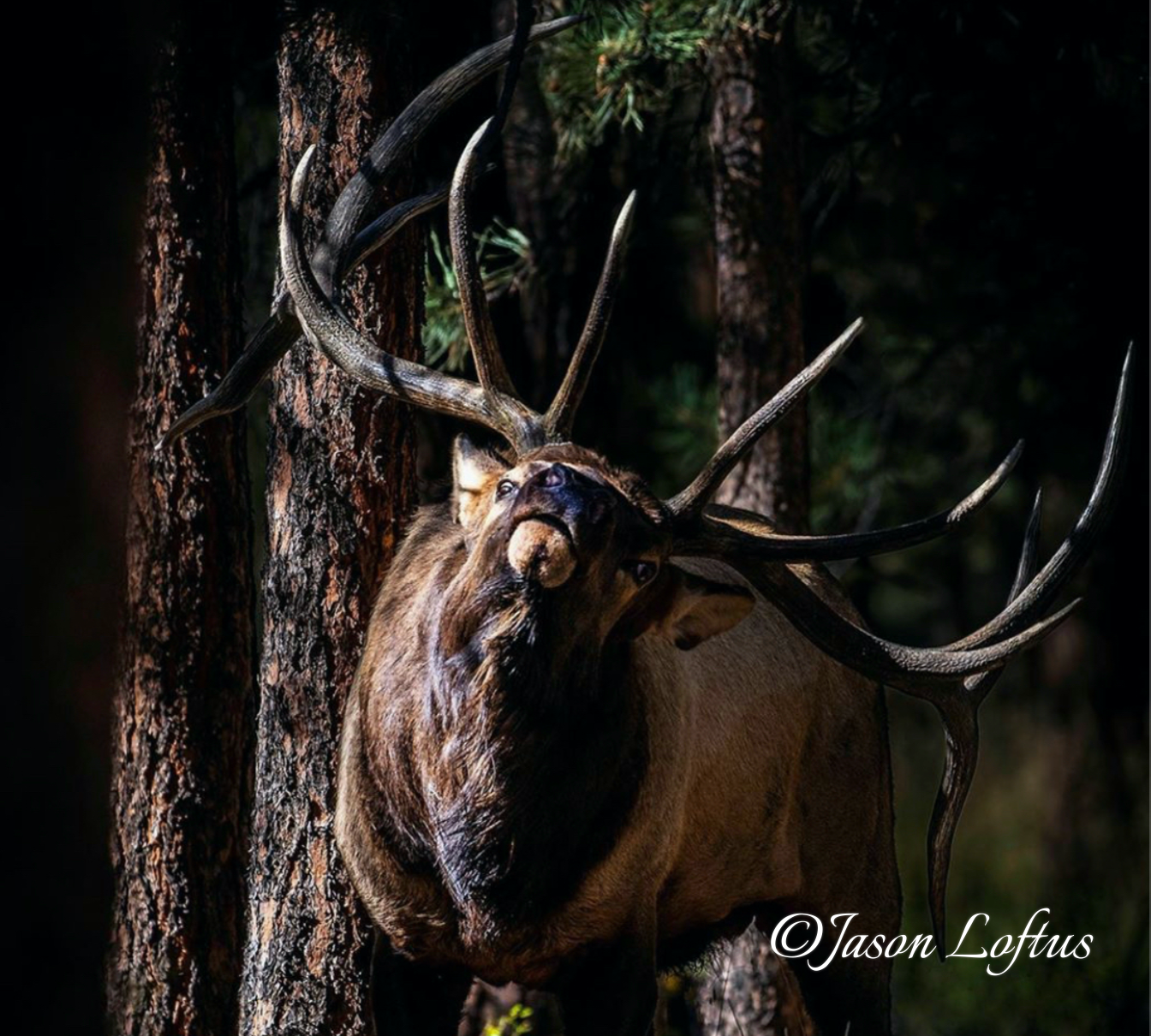 Pro Tips that will Make Your Wildlife Images Pop!!