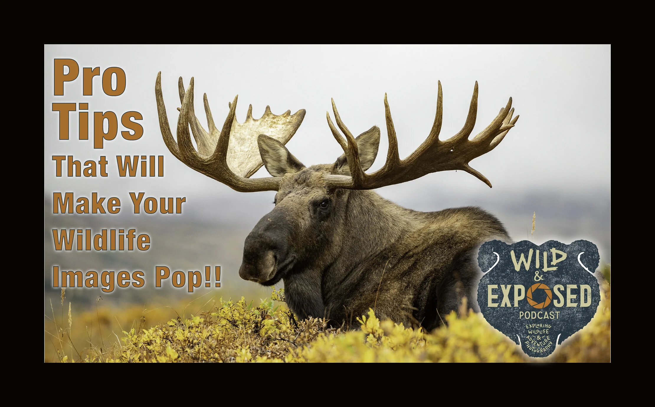 Video Version: Pro Tips that will Make Your Wildlife Images Pop!!