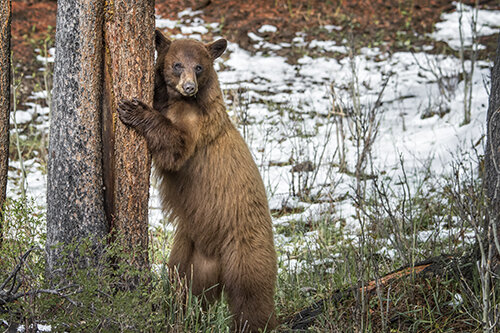 Jason_Loftus Black Bear DSC_3217p.jpg