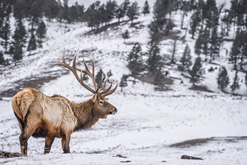 Jason_Loftus Elk DSC_1204p.jpg