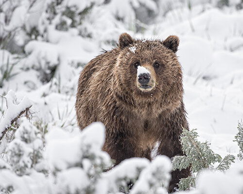 Jason_Loftus Grizzly Bear DSC_6615p.jpg