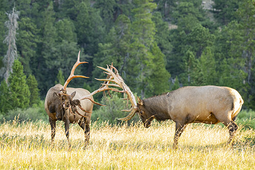 Ron Hayes elk velvet RON6352.jpg