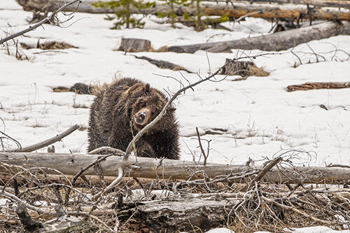 Ron Hayes grizzly bear DSC4863.jpg