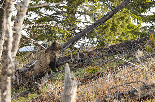 Ron Hayes grizzly bear RON1570.jpg