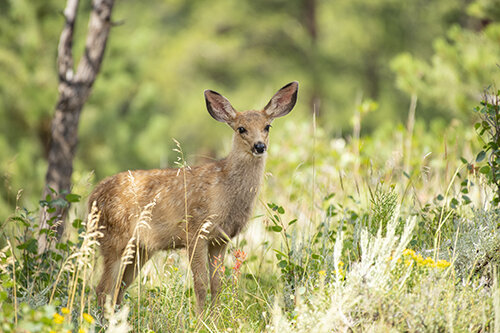 Ron Hayes Mule Deer Fawn RON5971.jpg