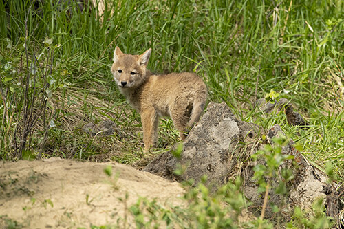 Ron_Hayes Coyote RON8601.jpg