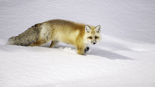 Jason Loftus Red Fox DSC_6881p.jpg