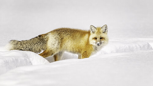 Jason Loftus Red Fox DSC_6921p.jpg