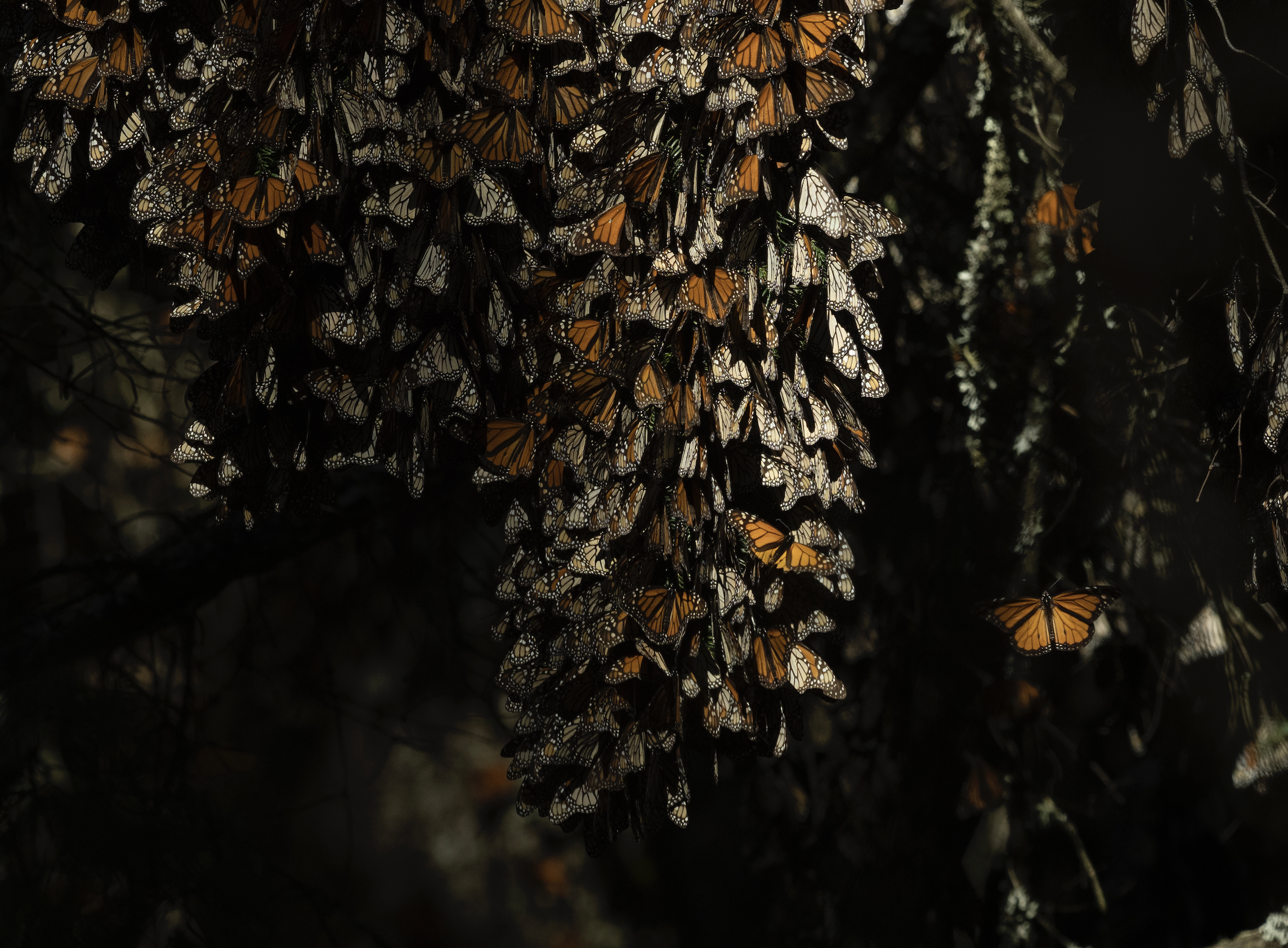 monarch_butterflies_6_Drew Hamilton.png