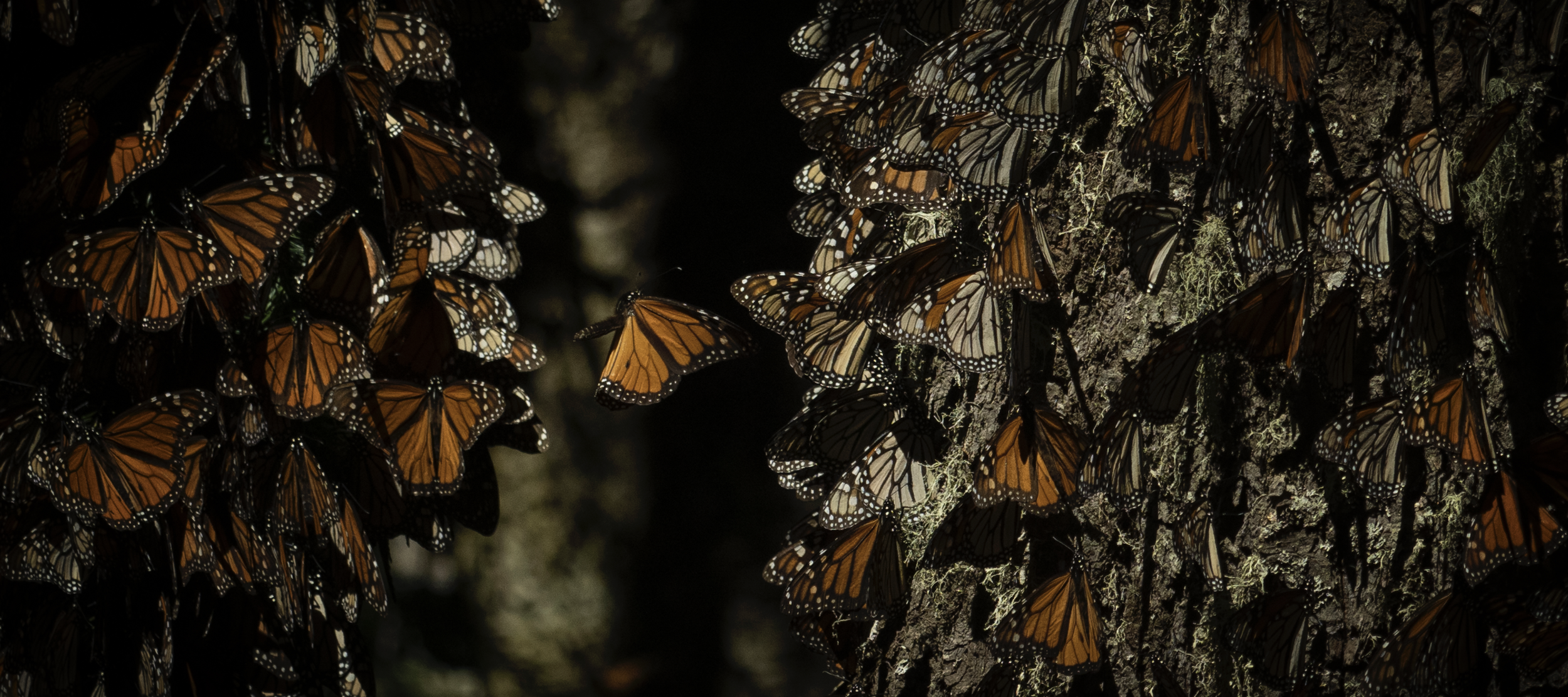monarch_butterflies_5_Drew Hamilton.png