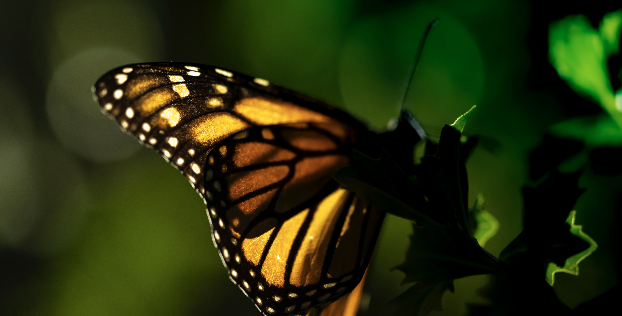 monarch_butterflies_2_Drew Hamilton.png