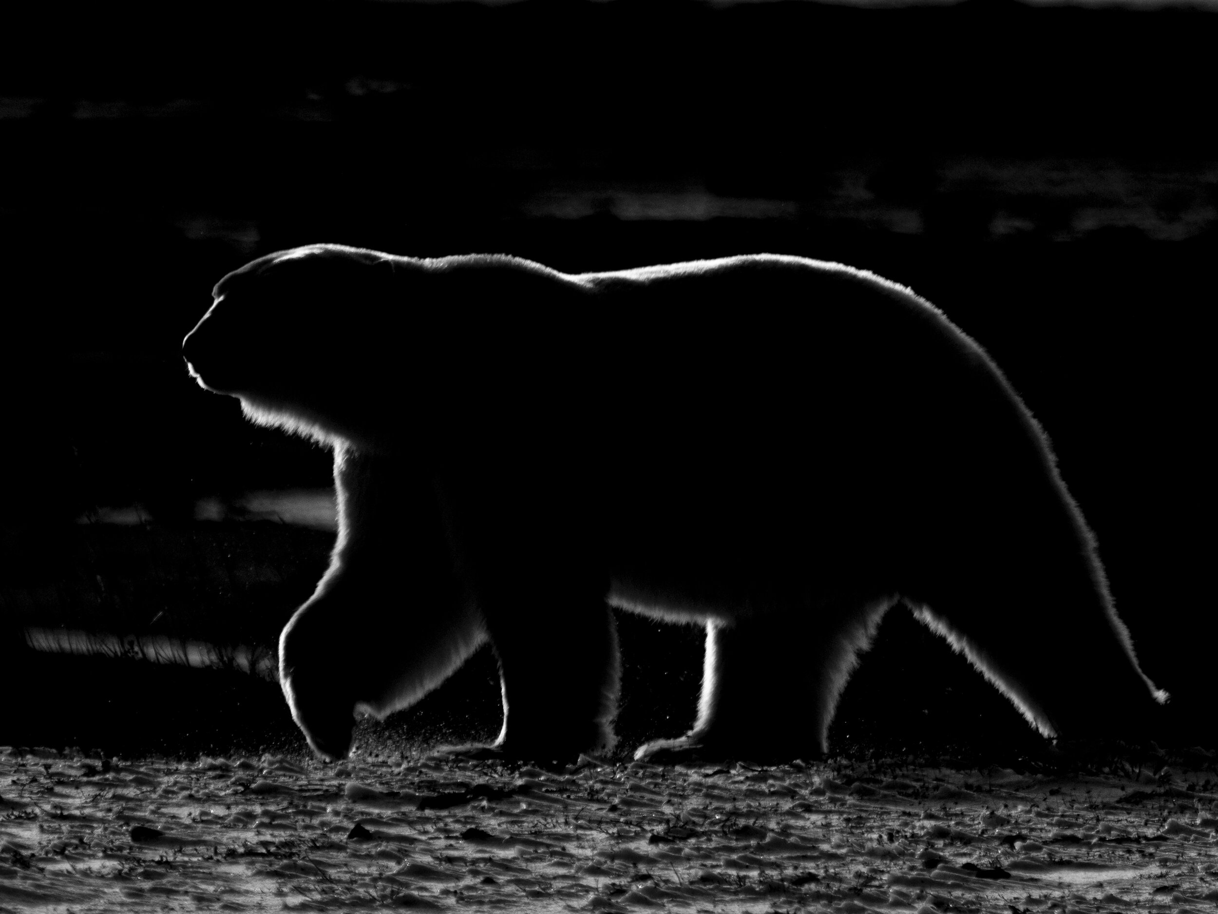 Bears, Butterflies and Big Viral Video Hits!