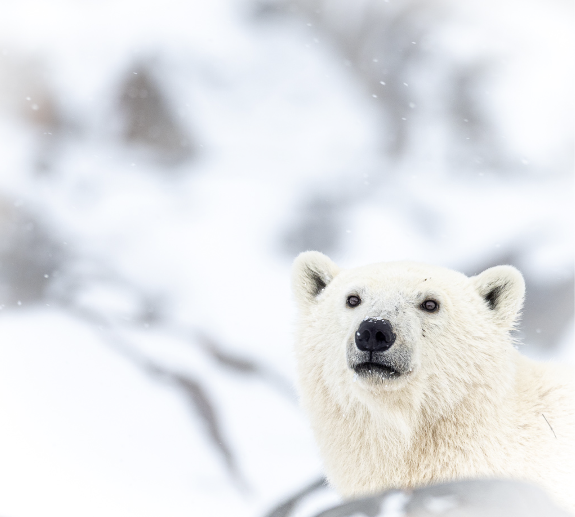 Brooke Bartleson Polar Bear-2PB051054-2.png