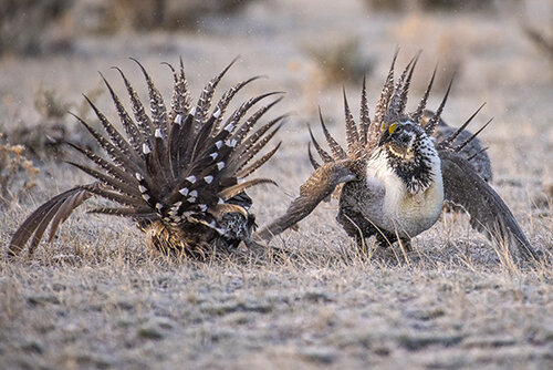 DSC_8355_JL_Grouse_WE2000.jpg