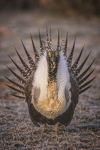 DSC_3895_JL_Grouse_WE500.jpg