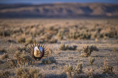 DSC_9943_JL_Grouse_WE500.jpg