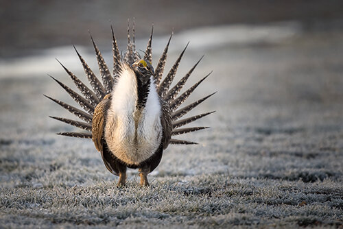 DSC_0089_JL_Grouse_WE500.jpg