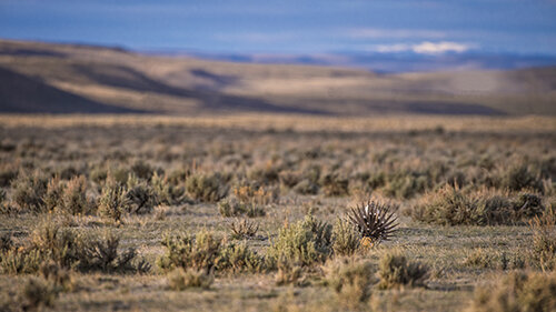 DSC_0178_JL_Grouse_WE500.jpg