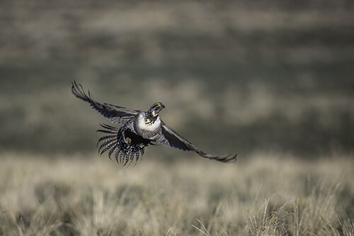 DSC_3680_JL_Grouse_WE500.jpg