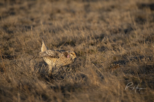 Sharptail Grouse_Ron Hayes-5.jpg