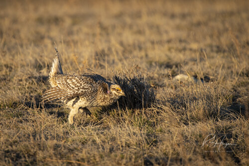 Sharptail Grouse_Ron Hayes-6.jpg