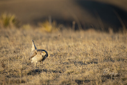 Sharptail Grouse_Ron Hayes-7.jpg