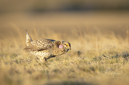 Sharptail Grouse_Ron Hayes-9.jpg