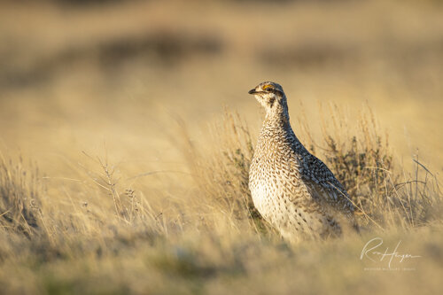 Sharptail Grouse_Ron Hayes-10.jpg