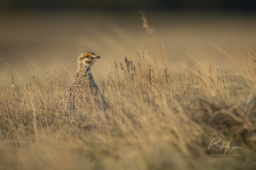 Sharptail Grouse_Ron Hayes-11.jpg