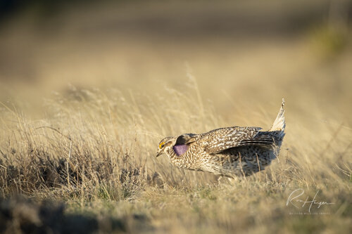 Sharptail Grouse_Ron Hayes-12.jpg