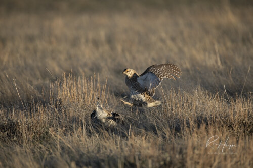 Sharptail Grouse_Ron Hayes-14.jpg