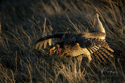 Sharptail Grouse_Ron Hayes-15.jpg