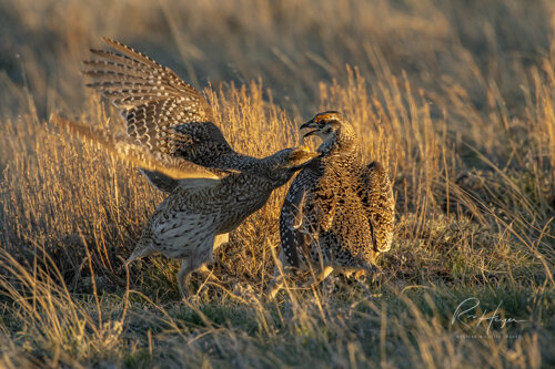 Sharptail Grouse_Ron Hayes-17.jpg