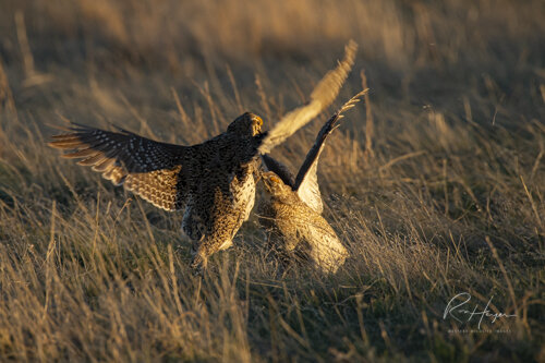 Sharptail Grouse_Ron Hayes-18.jpg