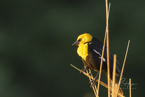 Yellow headed black bird_Ron Hayes-1.jpg