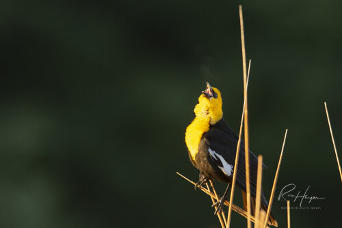 Yellow headed black bird_Ron Hayes-2.jpg