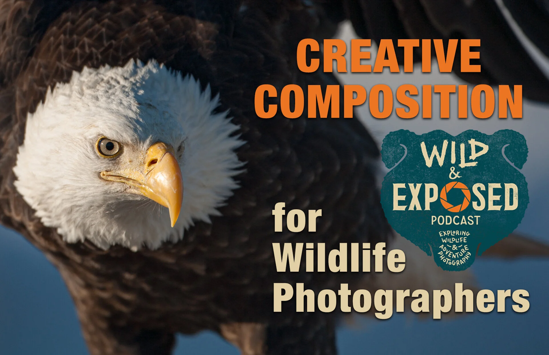 Creative Composition Tips for Wildlife Photography and Video