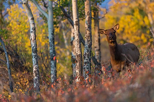 Creative Composition Tips for Wildlife Photography and Video!