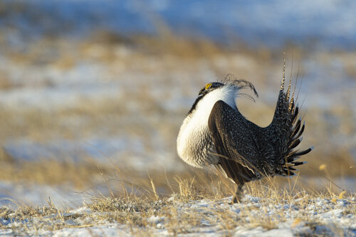Sage Grouse crop to compose_Ron Hayes-1.jpg