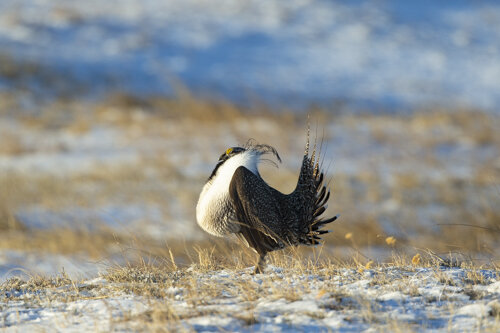 Sage Grouse crop to compose_Ron Hayes-2.jpg
