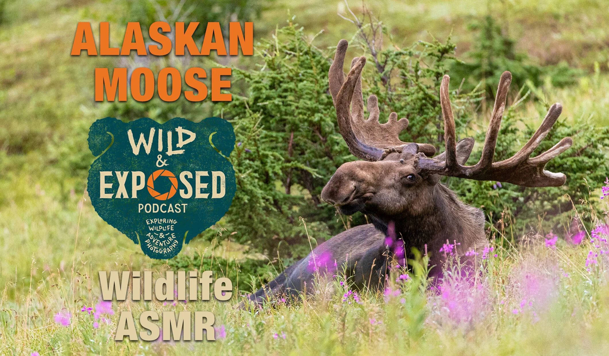 Moose in Alaska - ASMR