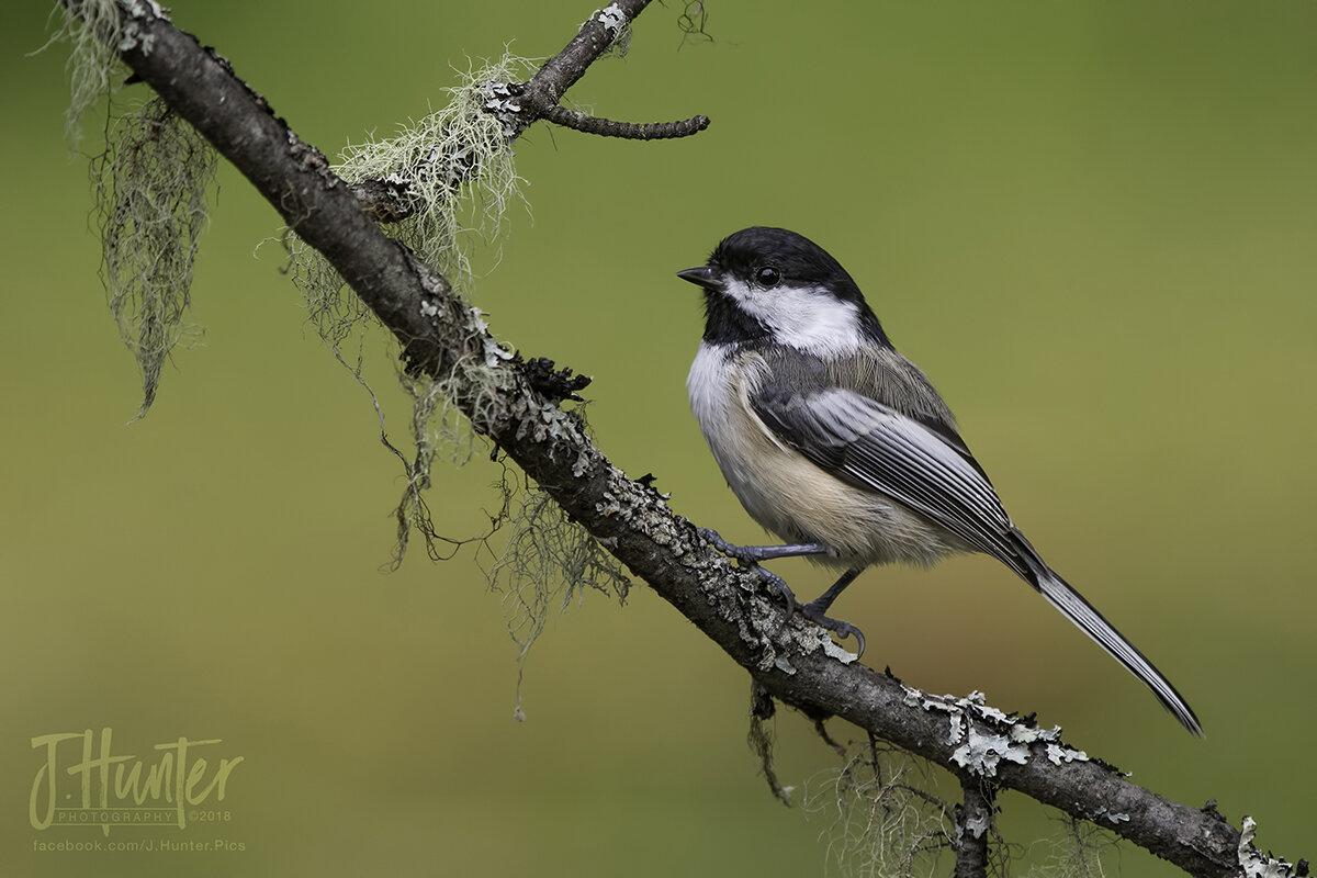 Black-capped Chickadee at feeder