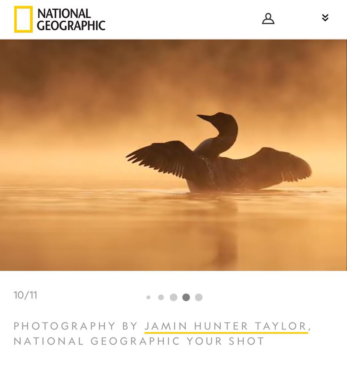 Common Loon featured by National Geographic