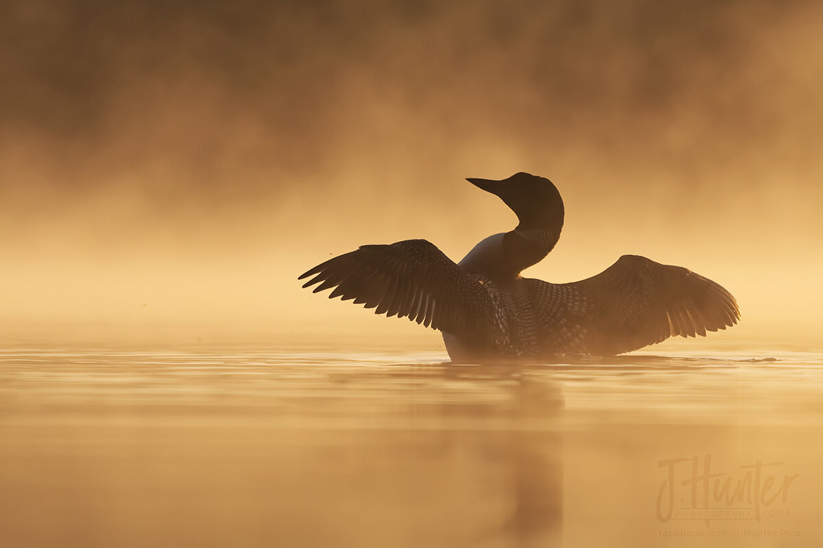 Common Loon in Golden Fog