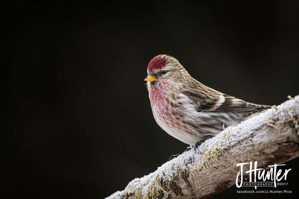 Common Redpoll at feeder