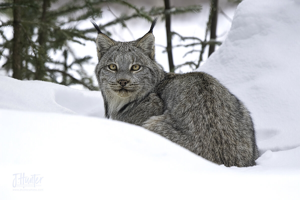 Female Lynx