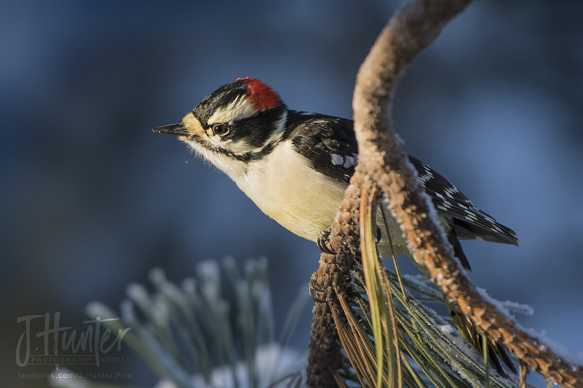 Downy Woodpecker at feeder